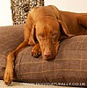 Premier Tweed Dog Bed - Brown